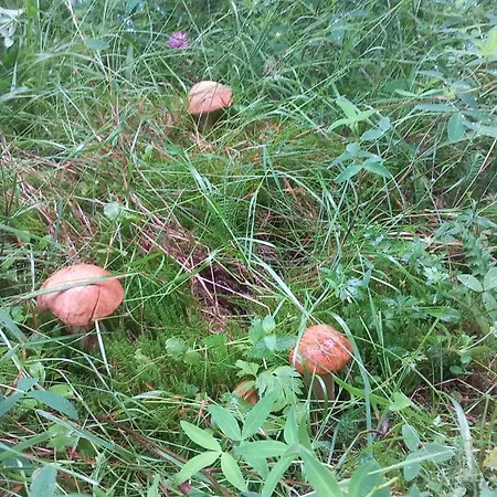 Pod Krivanom *