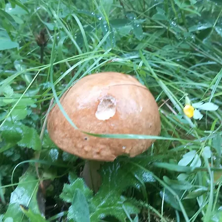 Chalet Pod Kriváňom *