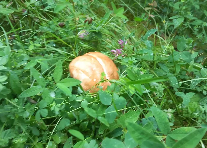 Pod Kriváňom *